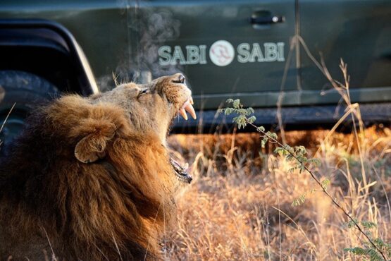 4 day luxury sabi sand fly in 1