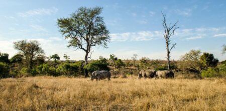 5 day classic kruger park safari 1