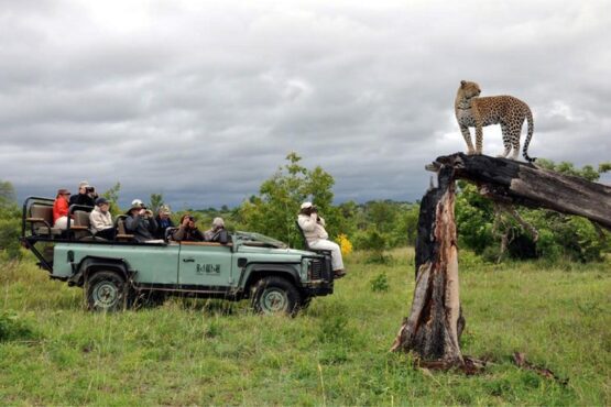 5 day luxury kruger sabi sand safari special 1