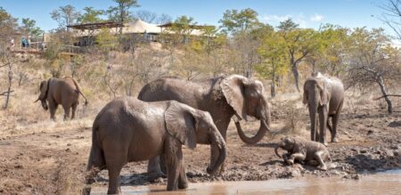 5 day victoria falls safari 3