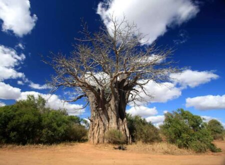5 day vintage kruger lodge safari 4