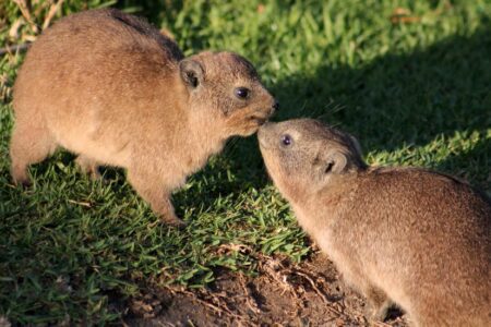 6 day cape to addo safari 2