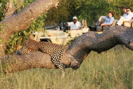 6 day kruger and cape town 2