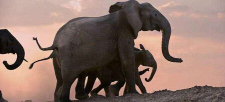 8 day south luangwa walking safari 2