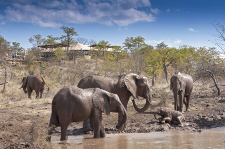 elephant camp 2