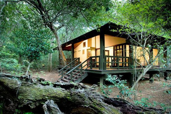 phinda forest lodge 1