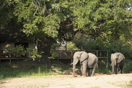 Tintswalo Safari Lodge 1