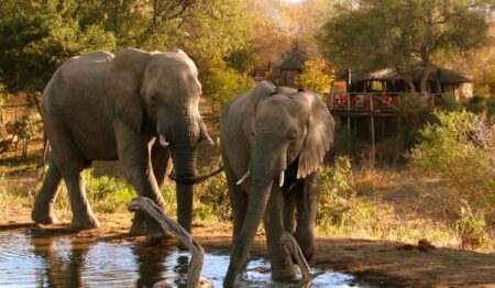 Umlani Bushcamp 2