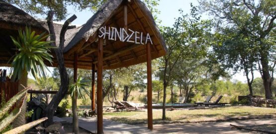 shindzela 1